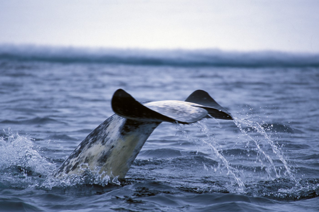 Narwhal Tale Arctic 405 Robert K