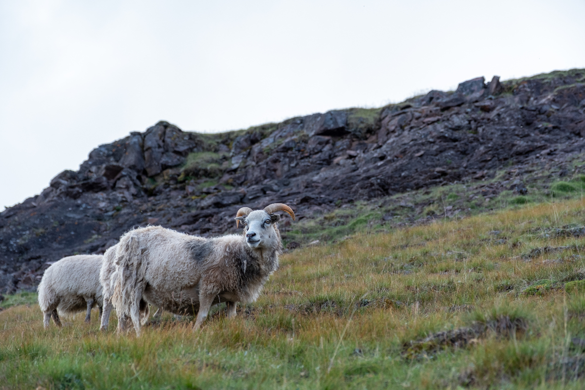 LEX Greenland Kujalleq Qassiarsuk