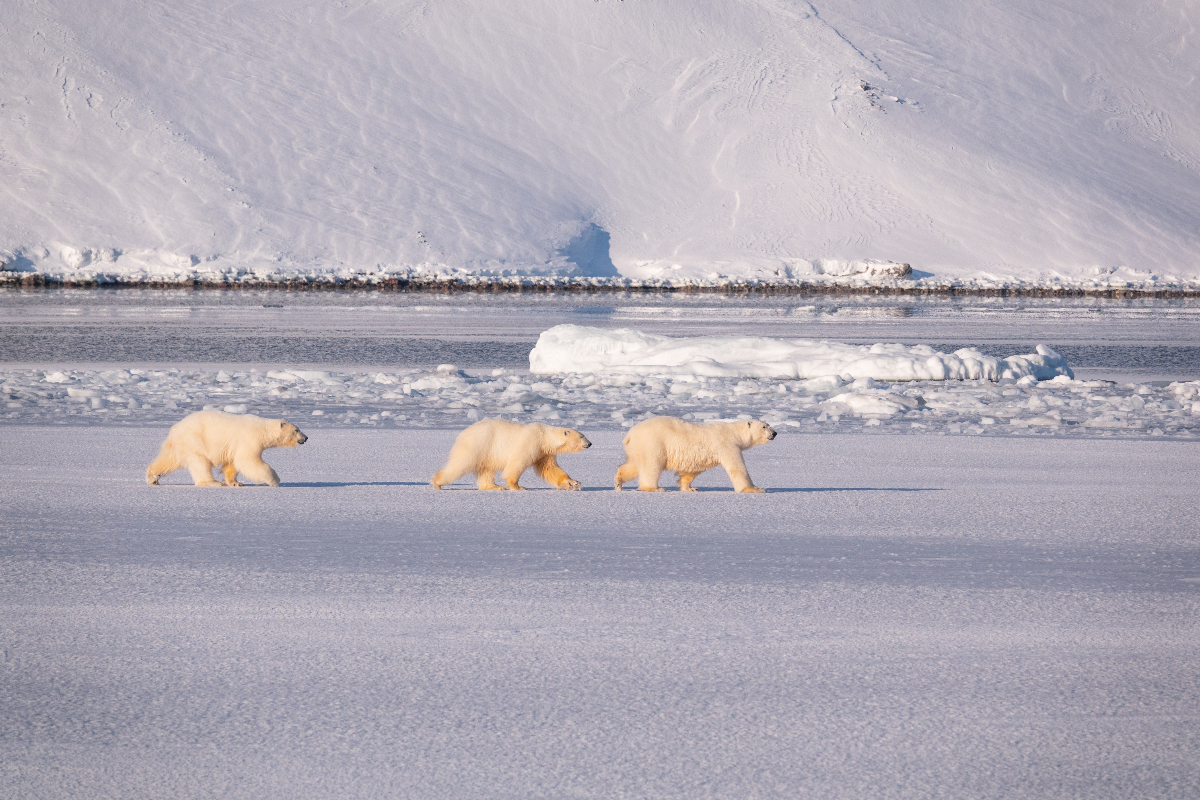 LEX Norway Svalbard Bears