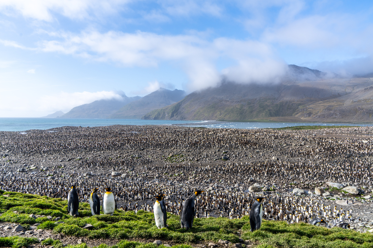 St Andrews Bay Swan Hellenic