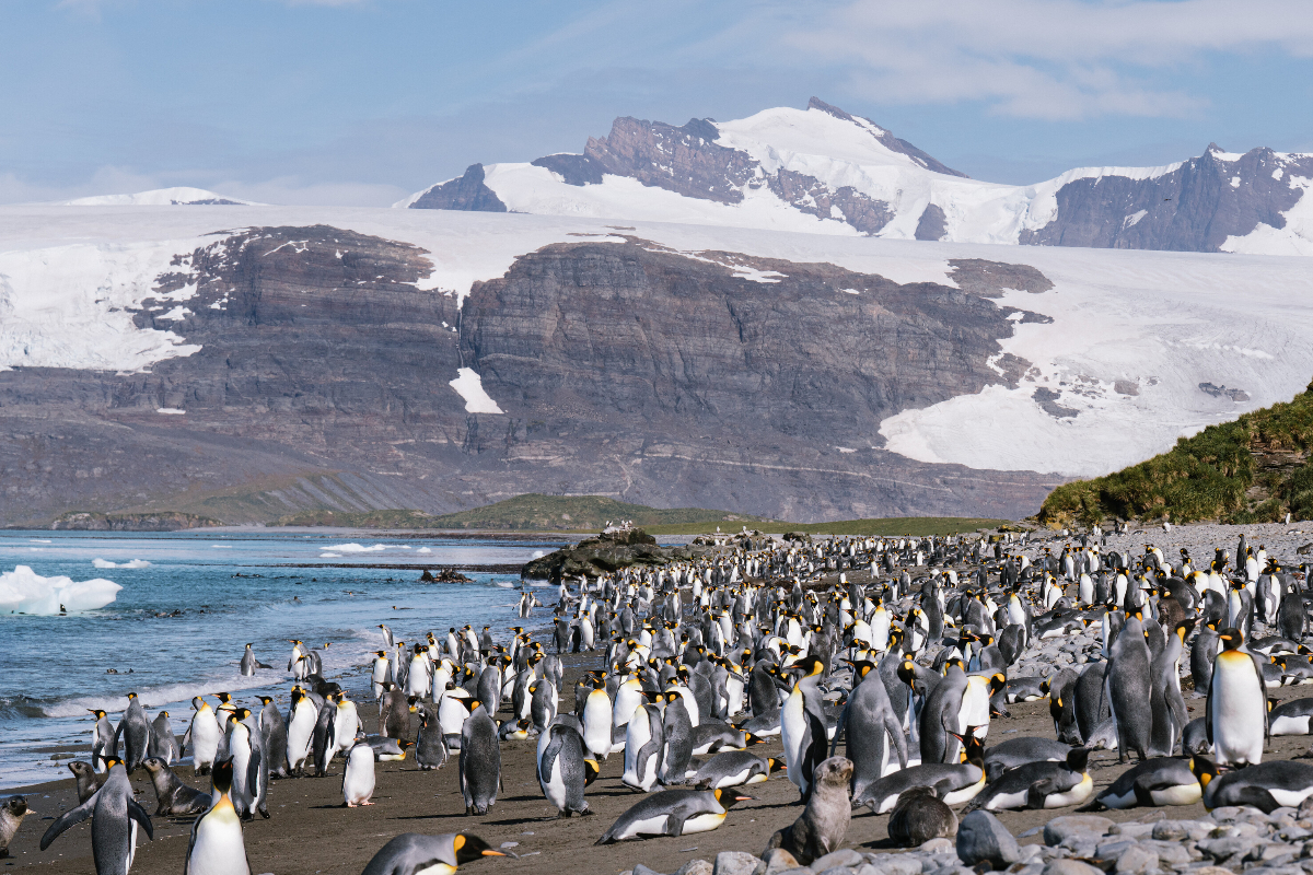 Southgeorgia Silversea