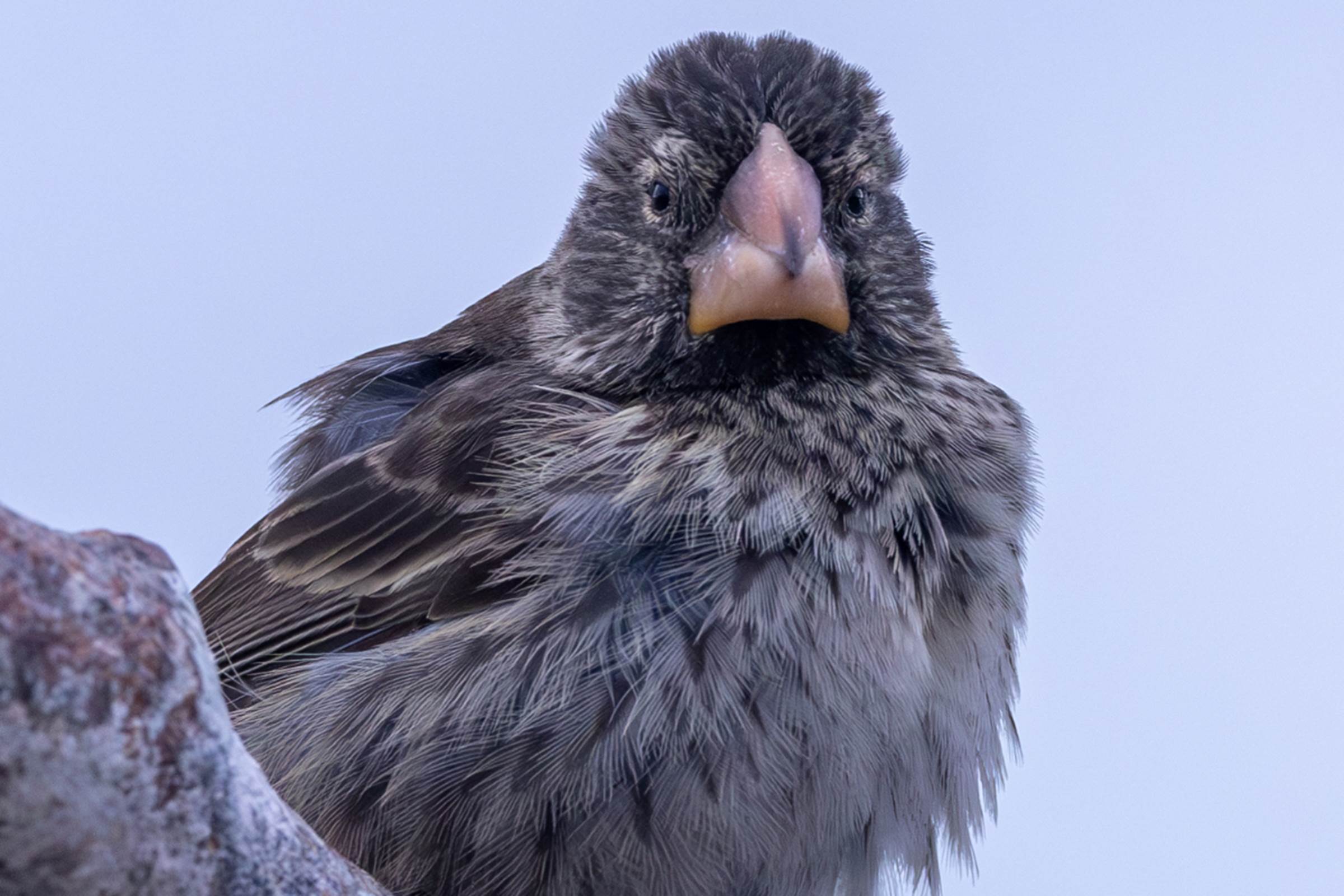 Finch Exploring Large Ground-Finch | ExplorEarth
