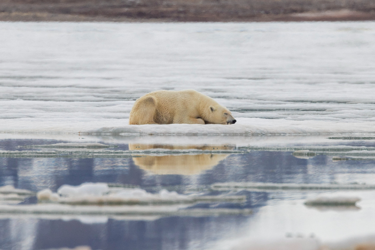 Polar Bear Nordefjorden Svalbard Adrian Wlodarczyk AE Expeditions
