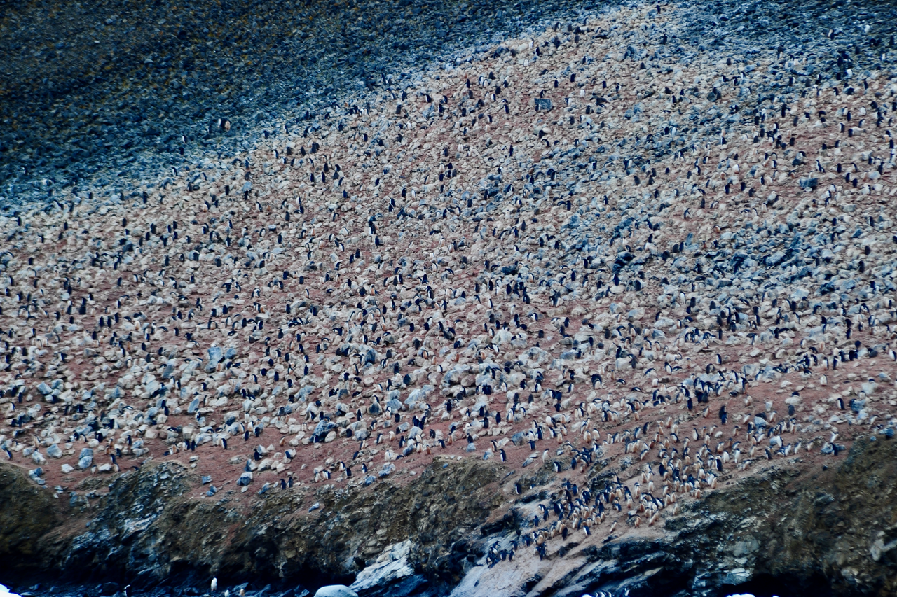 Krill: the planet's smallest influencers?