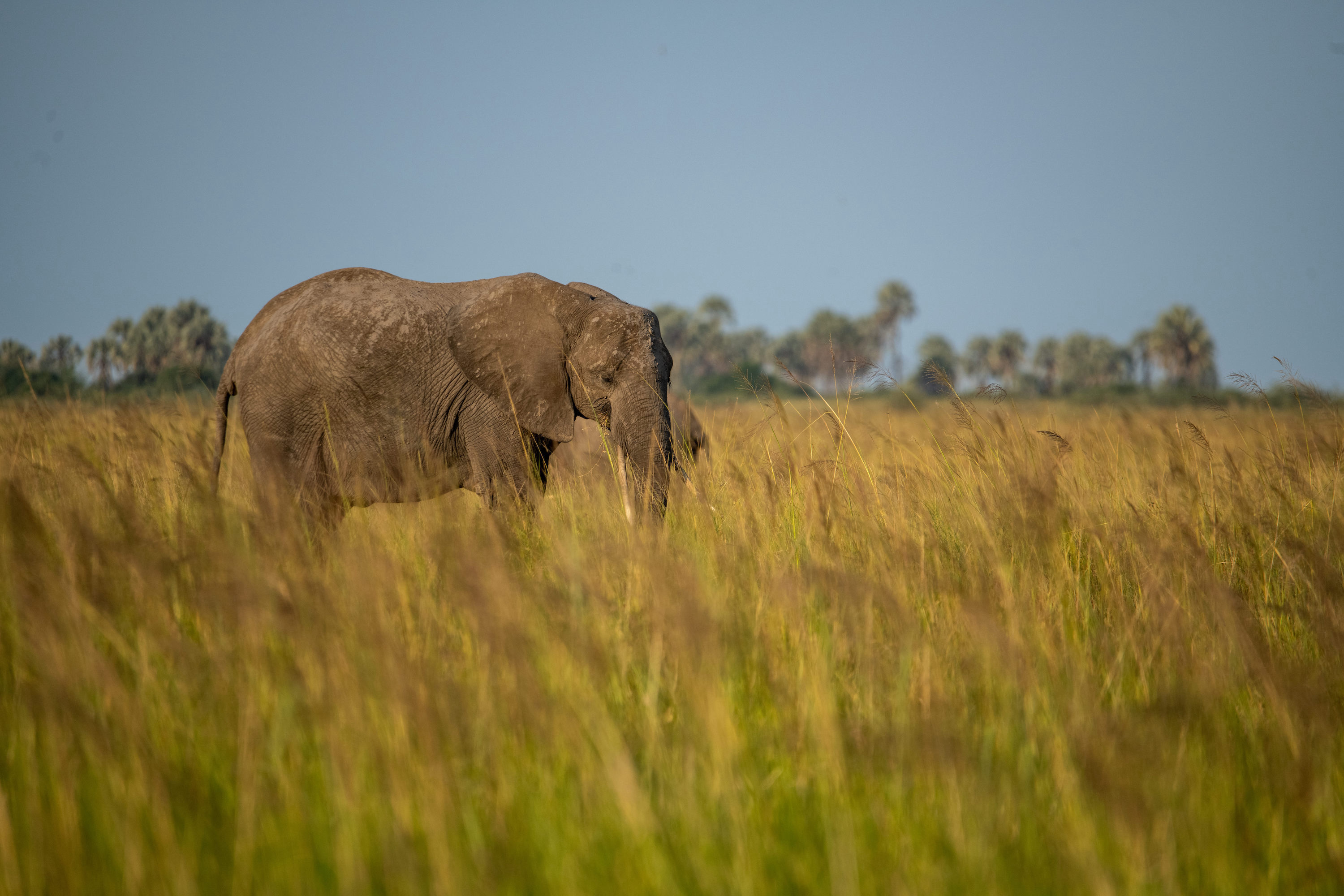 Zambezi Queen Wildlife Elephant Photogam 4621