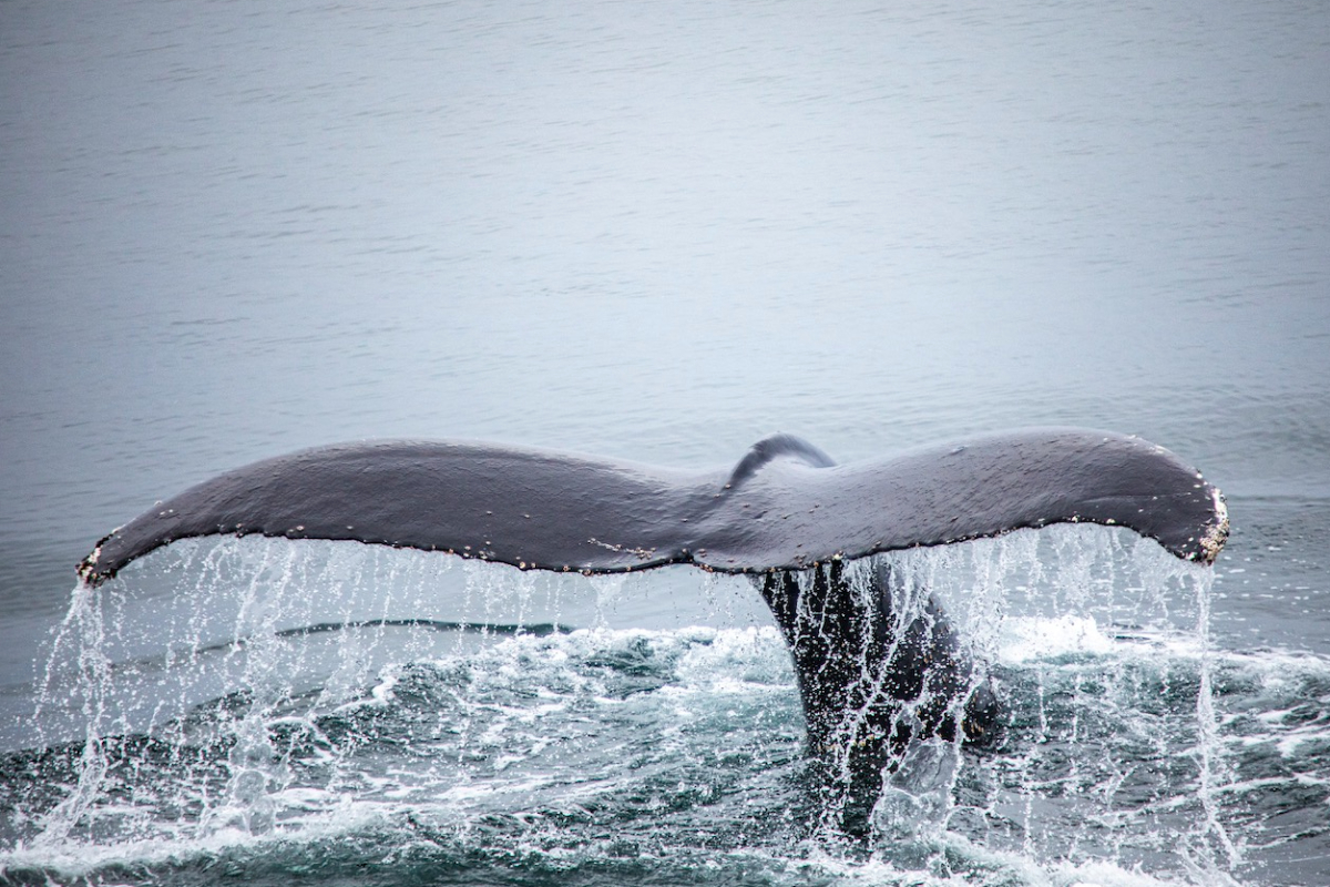 G Adventures Antarctica Useful Island Whale Tail