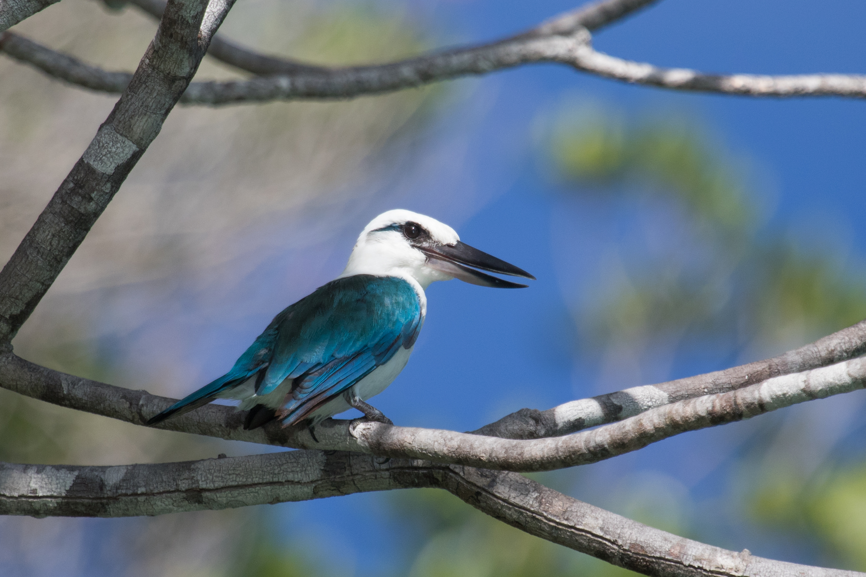 Beach Kingfisher Triton Bay CREDIT BRAD SIVIOUR