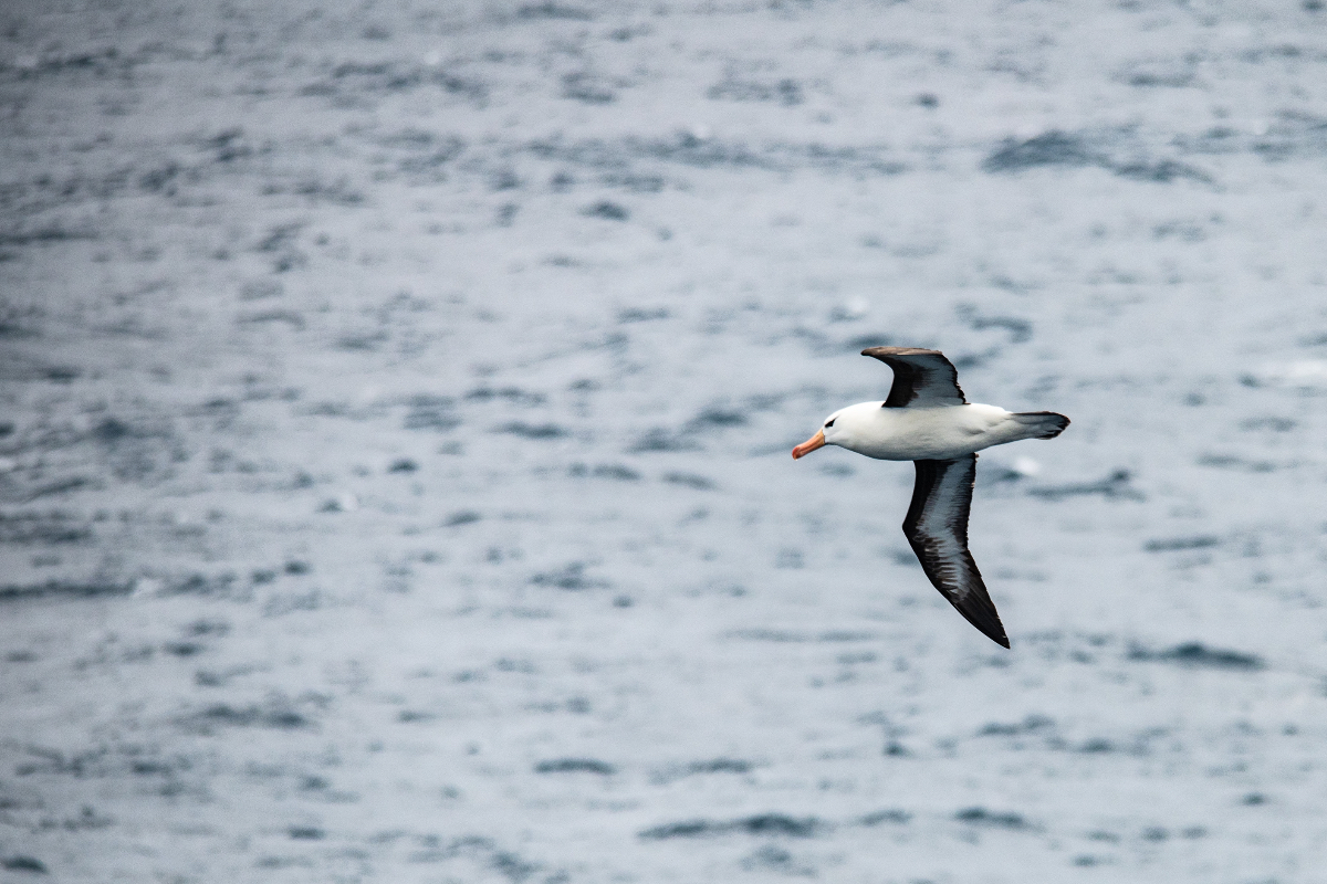 Seabird Black Browed Albatross South Georgia Antarctic 2526