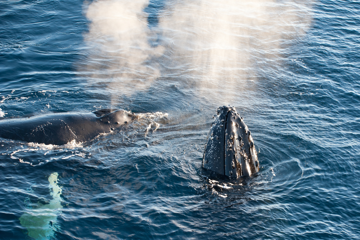 Humpback Whales