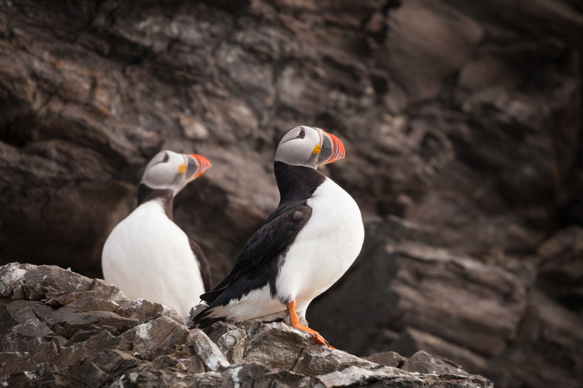 Quark Atlantic Puffin Svalbard Acaciajohnson