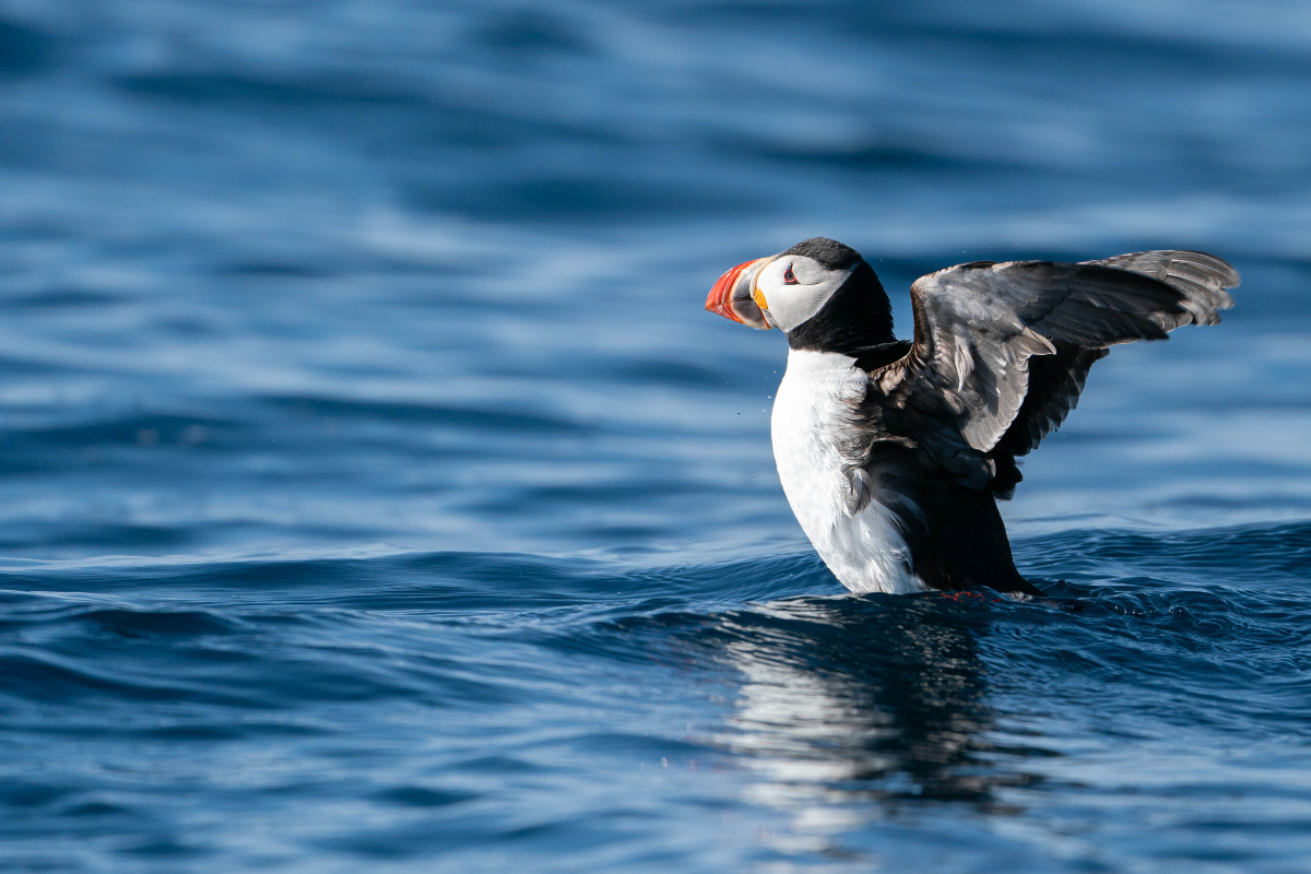 Puffin Jan Mayen Fiona Wardle