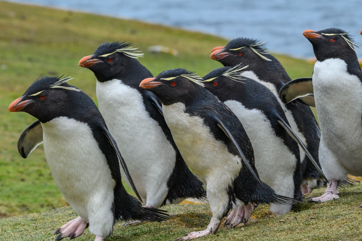 Antarctica Rockhopper Penguins Saunders Island Falklands