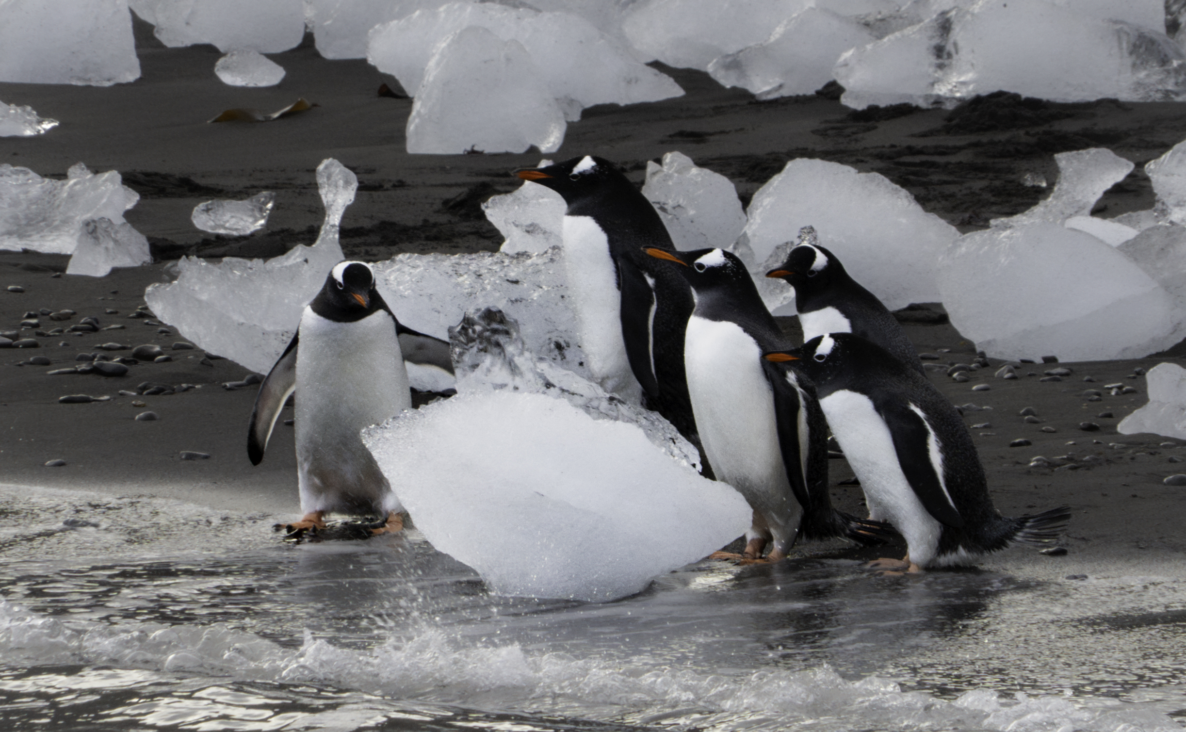 Gentoo Penguins Antarctica Saunders Carmichael-Brown