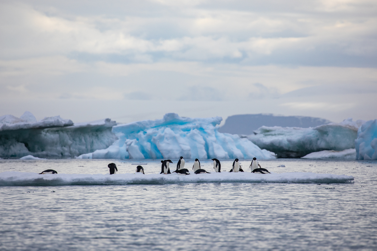 Adelie Penguins Devil Island Antarctica Pia Harboure