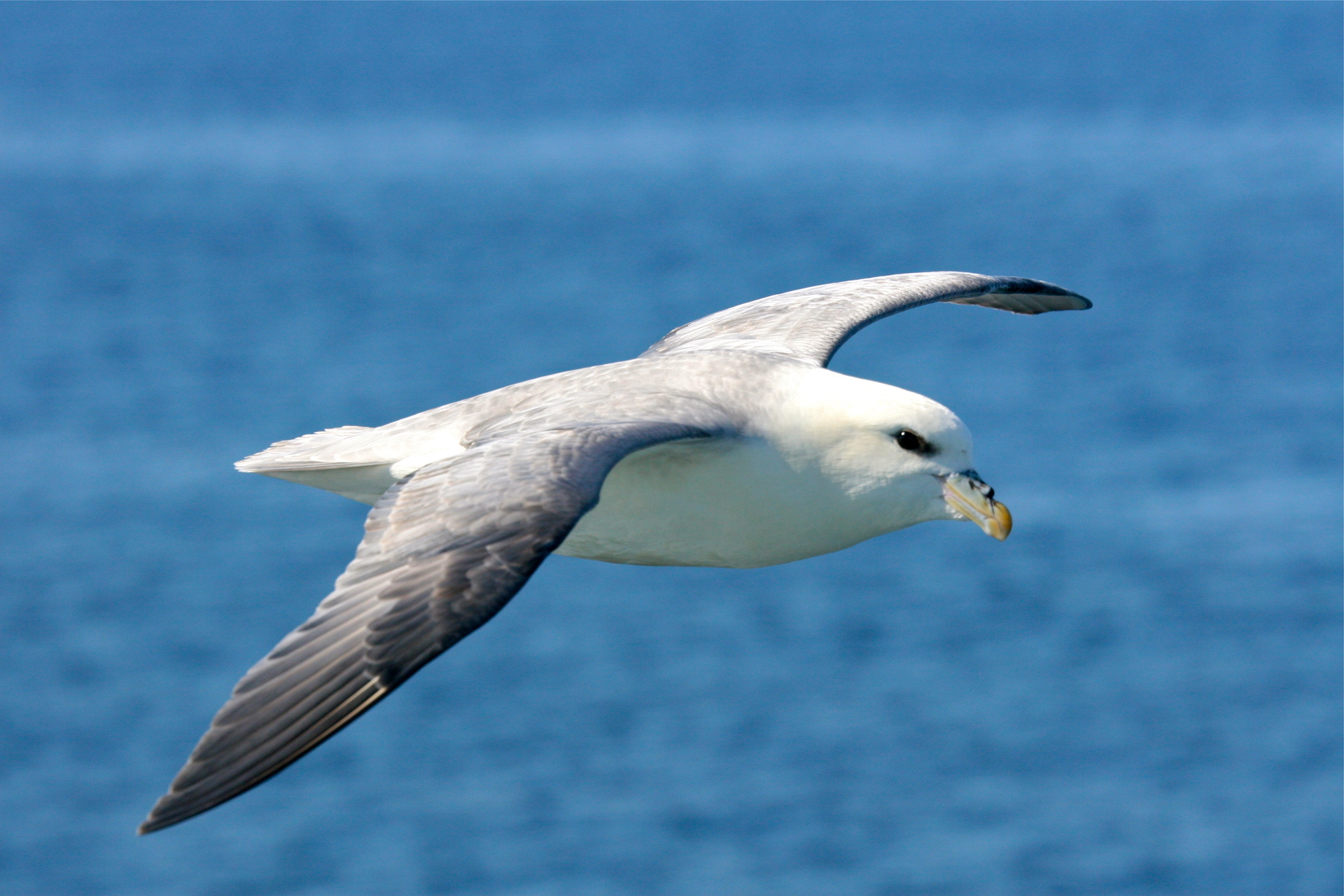 Fulmar 3 Svalbard Mike Unwin 290