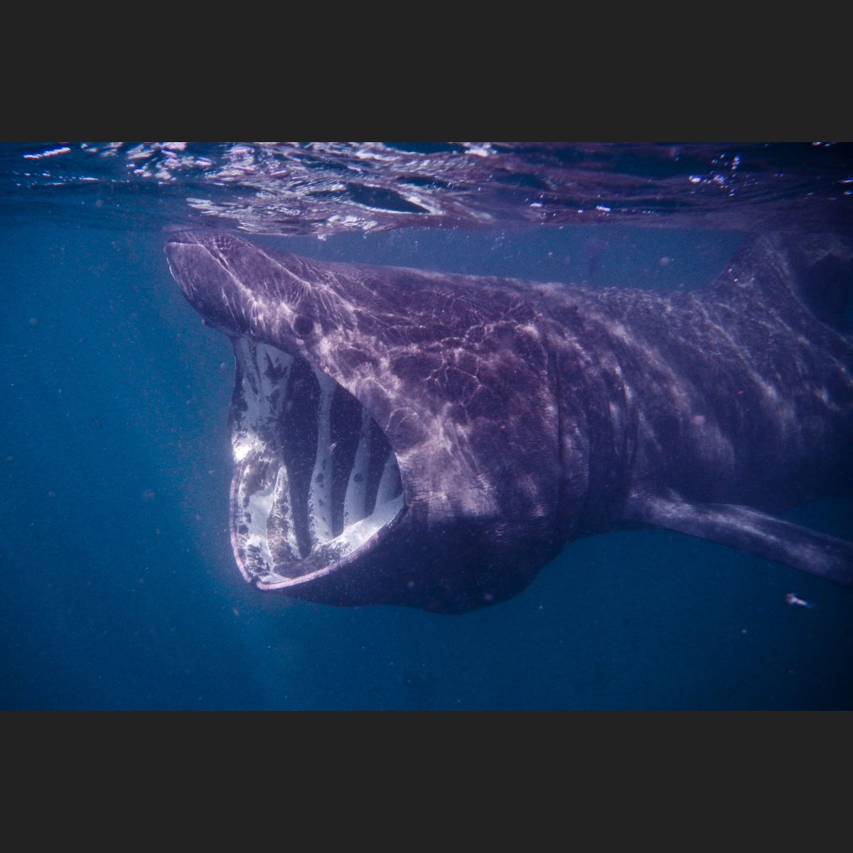 Bask In Basking Shark