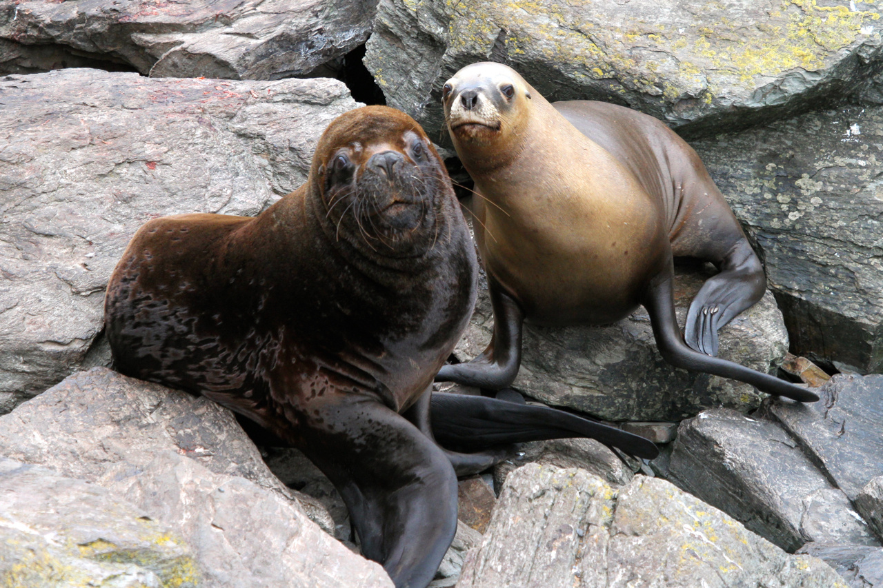 Southern Sea Lions 635