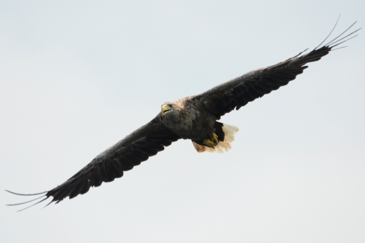 White Tailed Eagle 1359