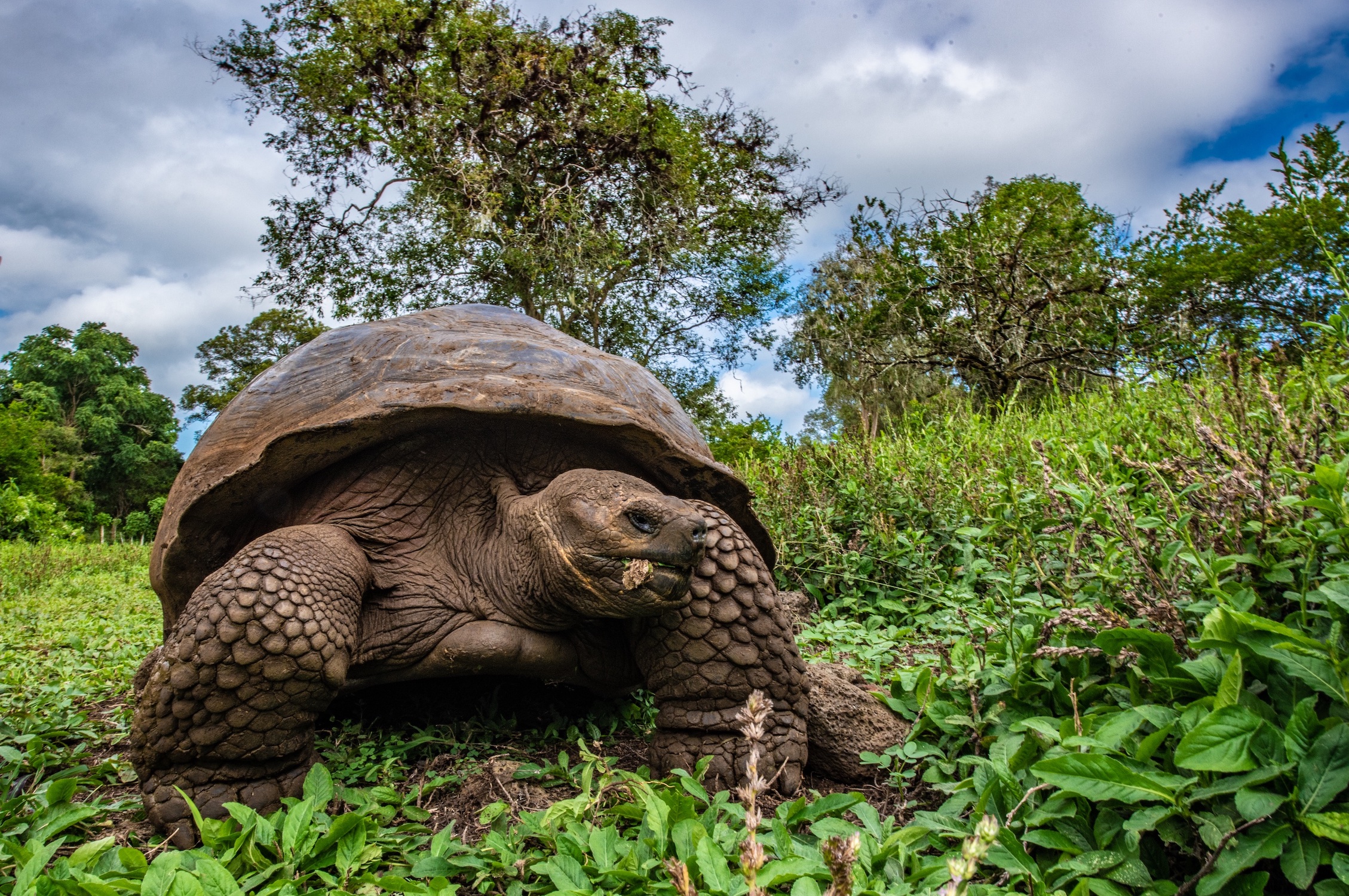 Giant Tortoise Galapagos Santa Cruz