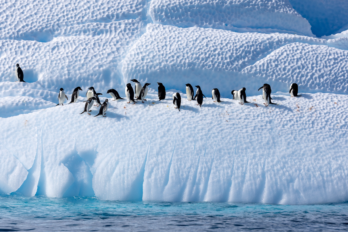 Adelie Penguins Quark Expeditions Michelle Sole