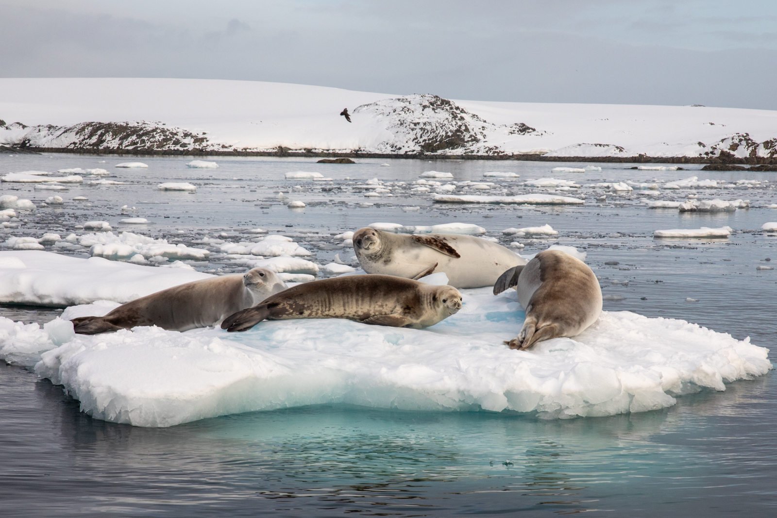 Antarctica74 Jamie Lafferty