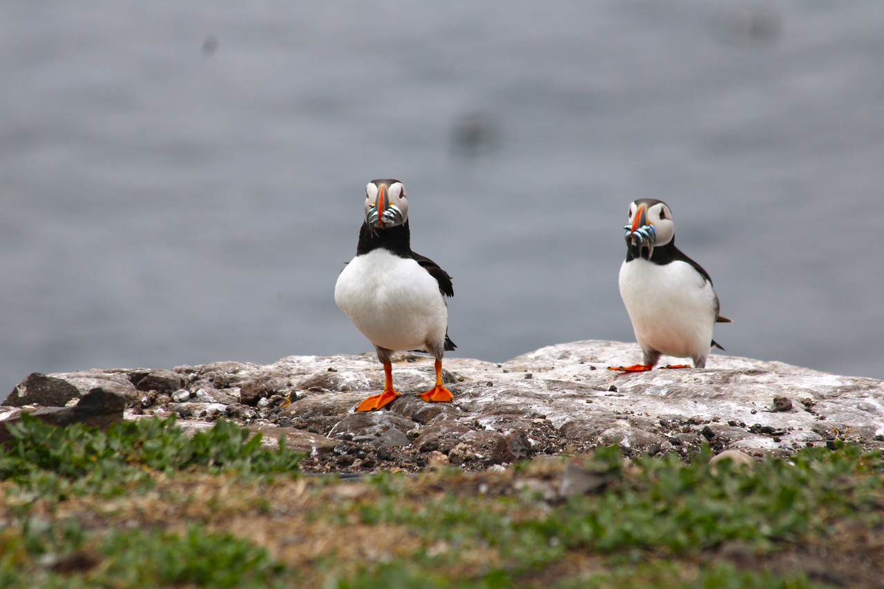 Farne Islands Travel Guide: Puffins, wildlife, Boat Trips & landings ...