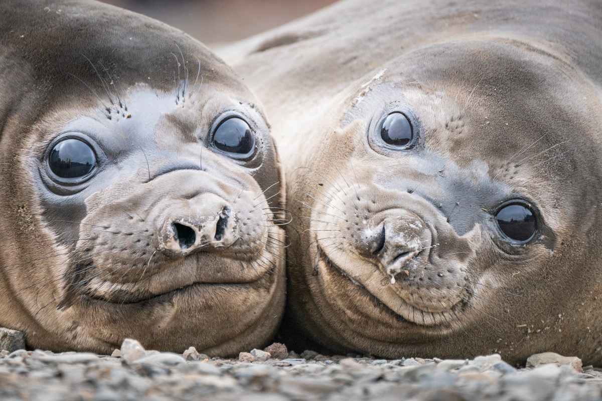 Antarctica Wildlife Hapag Lloyd