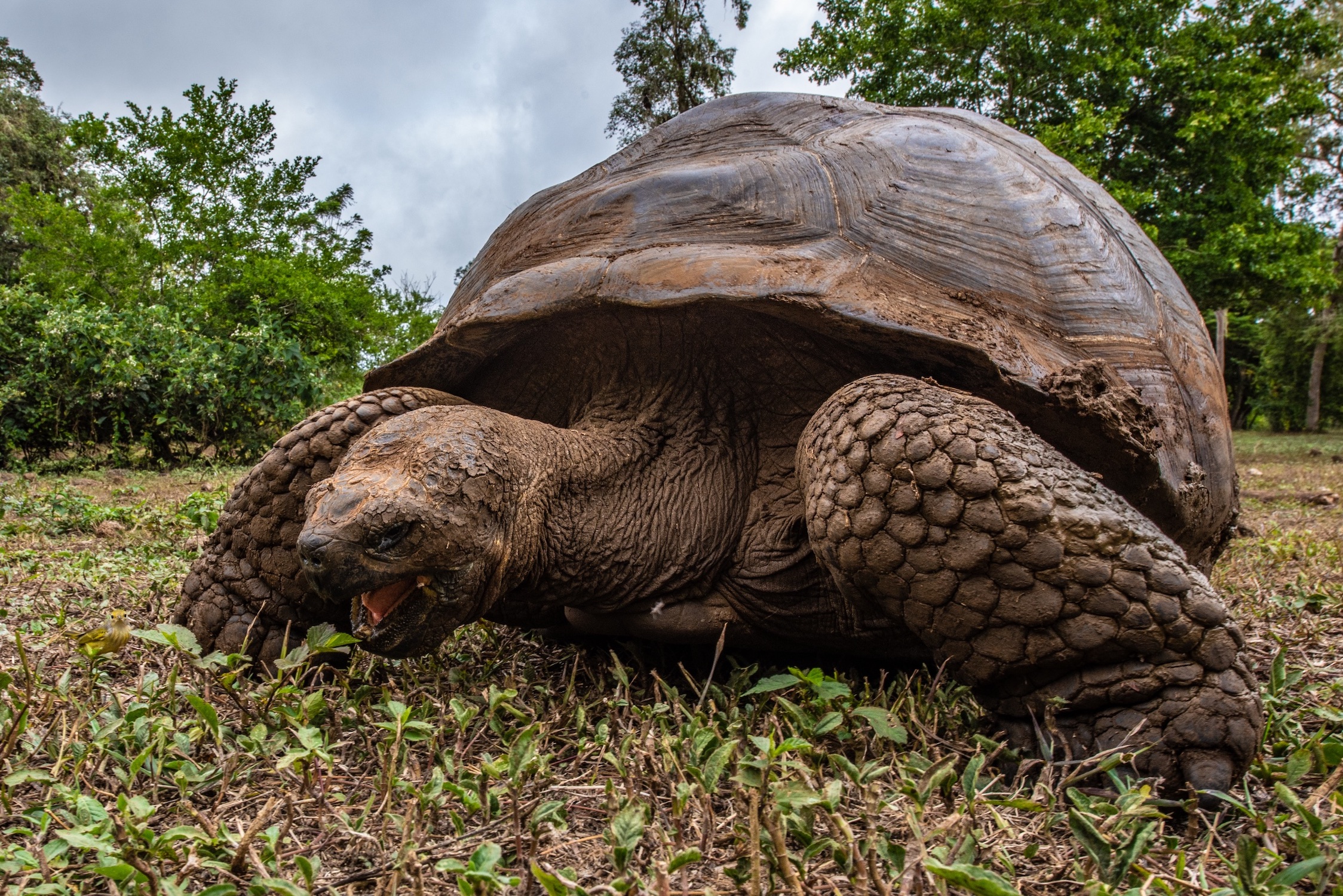 How Giant Tortoises Came Home to Floreana | ExplorEarth