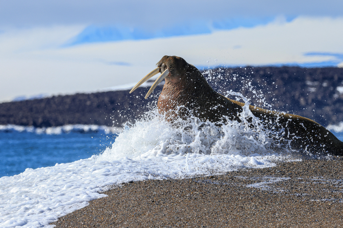 Svalbard & Kvitoya Walrus