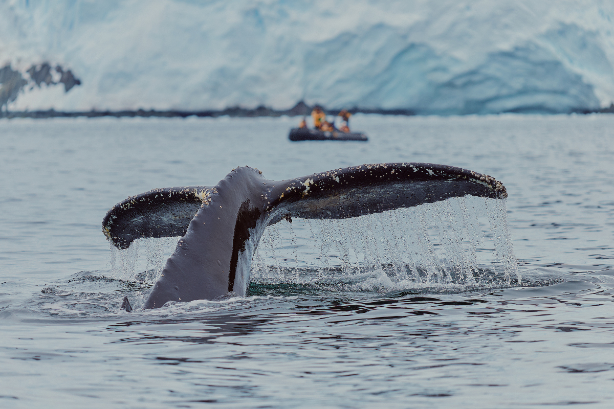 Quark X Gajan Balan Whale And A Zodiac