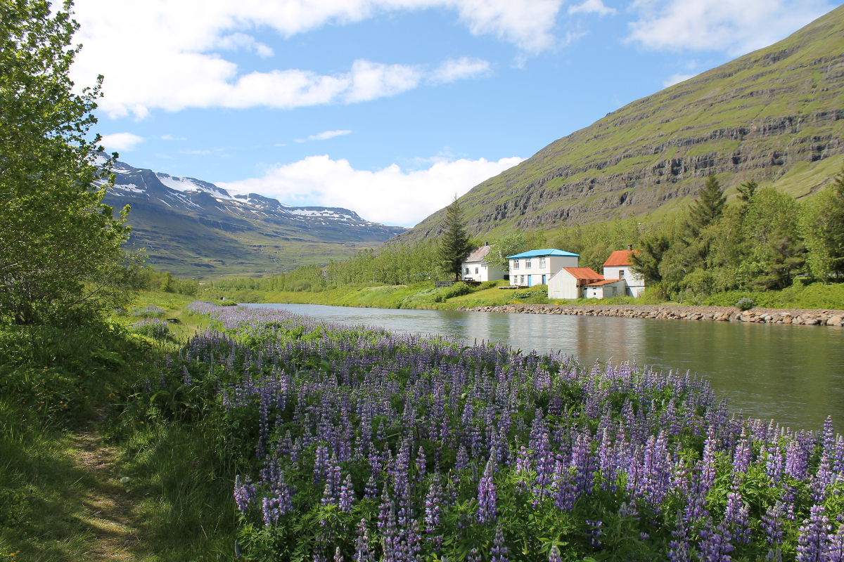 Seydisfjordur landscape by Danielle Fear