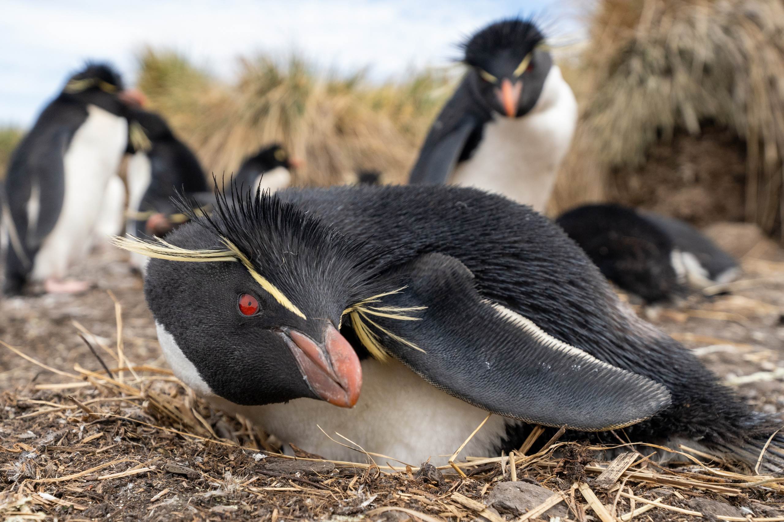 Southern Rockhopper Penguins southern-rockhopper-penguins