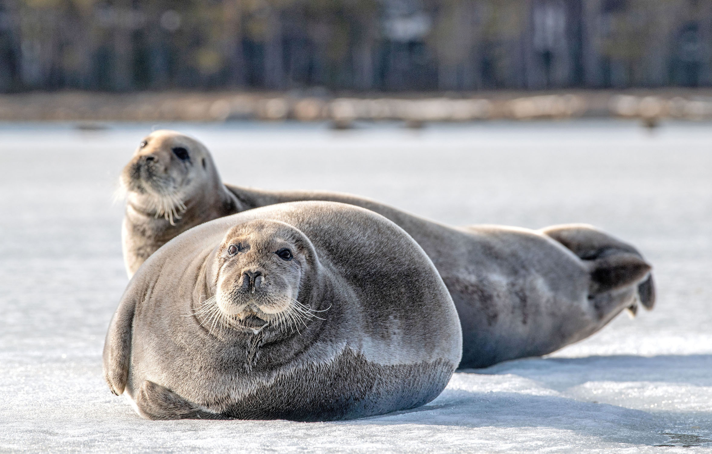 SE Bearded Seal, Arctic