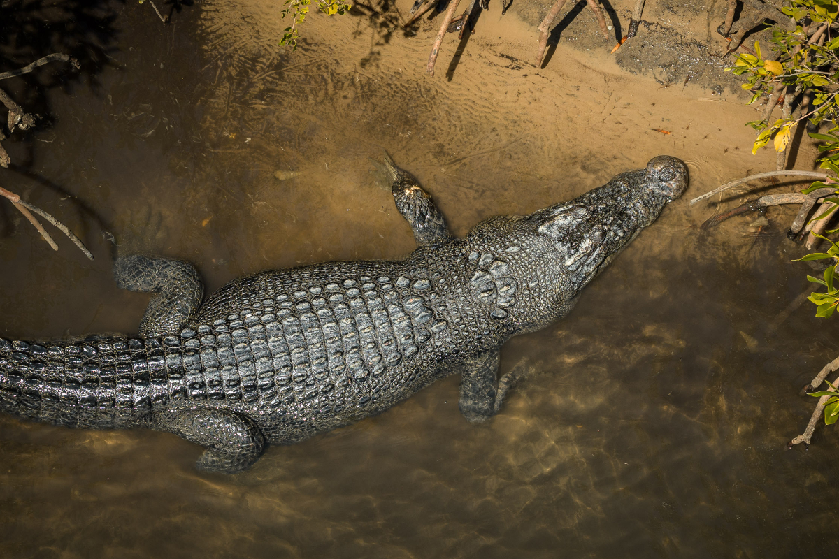 A saltwater crocodile resting in a Kimberley mangrove waterway