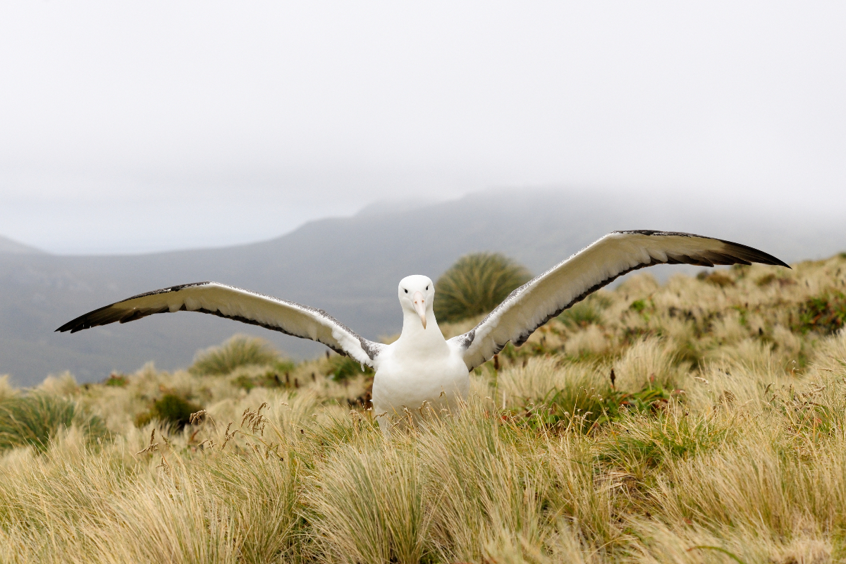 New Zealand Albatross