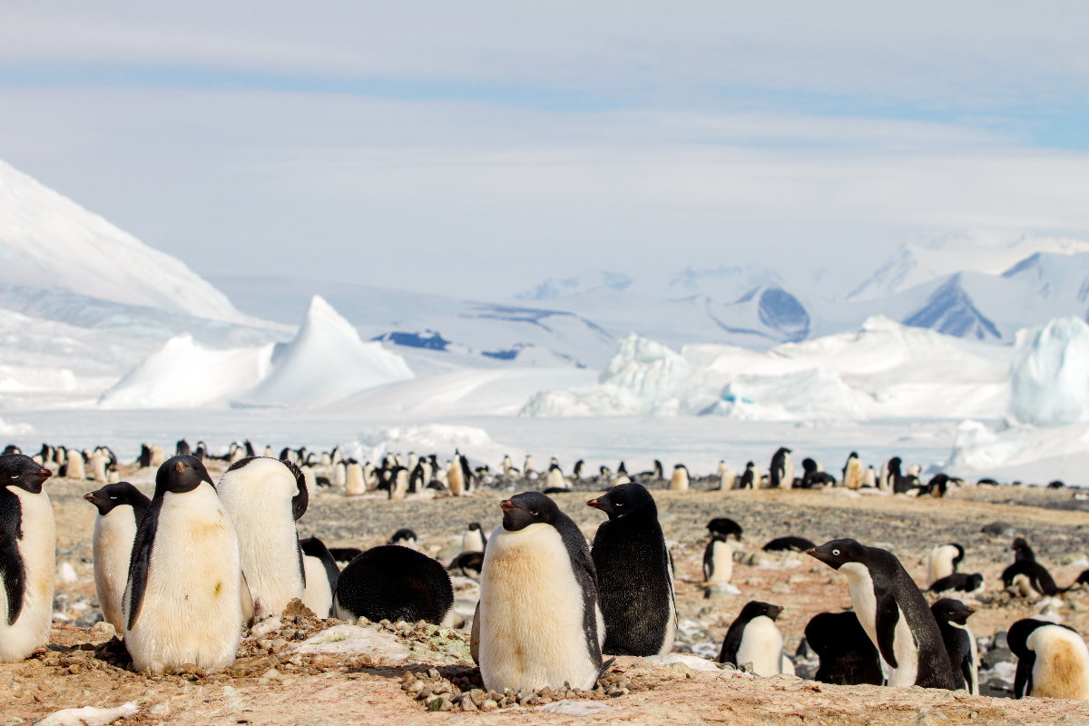 Ntarctica Ross Sea Cape Hallett Adelie Penguins