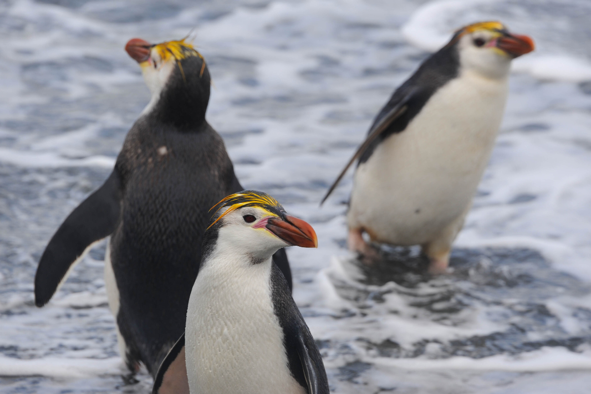 Macquarie Island Royal Penguins