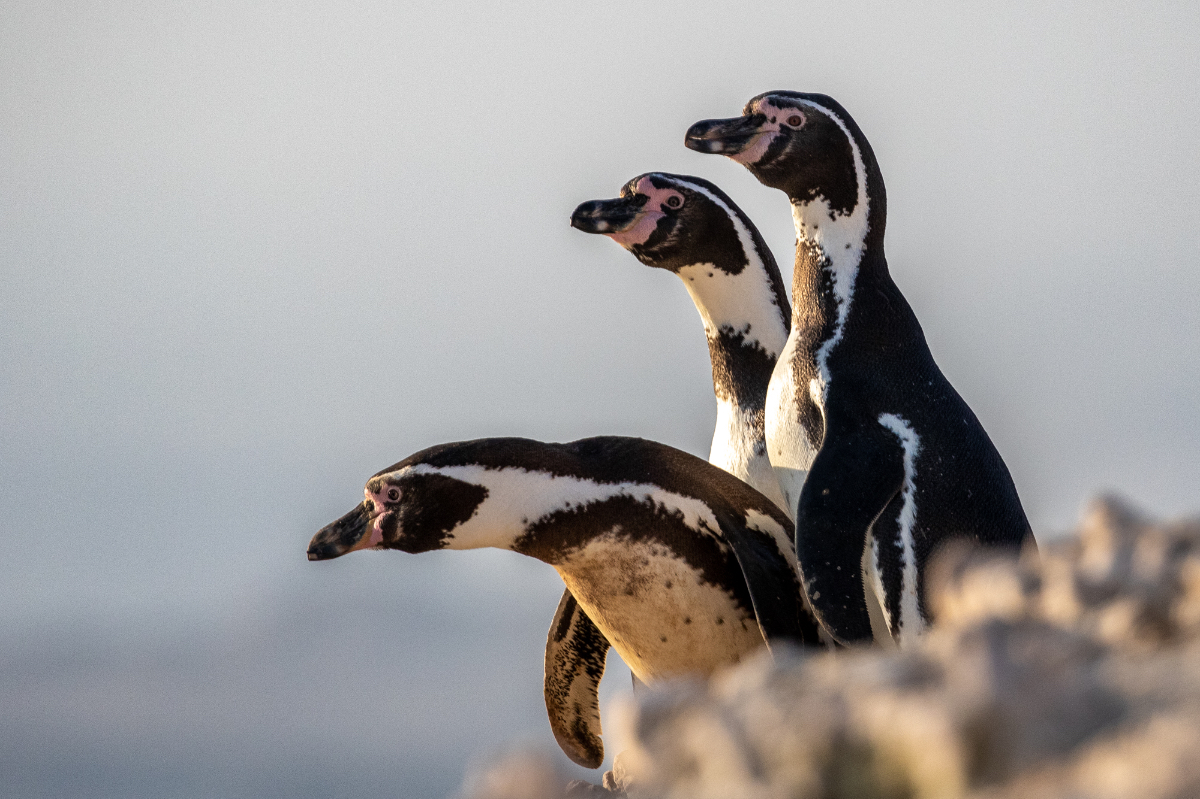 Humboldt Penguins Jamie Lafferty 842