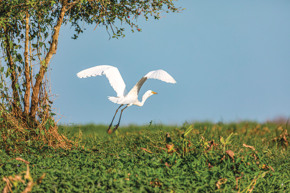 CO Great Egret Mompox Wetlands Ss Amawaterways 4618