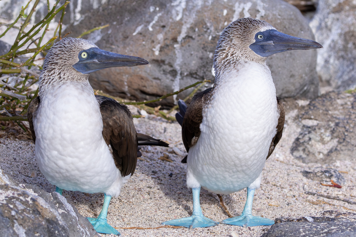 Blue Footed Booby 13 1387