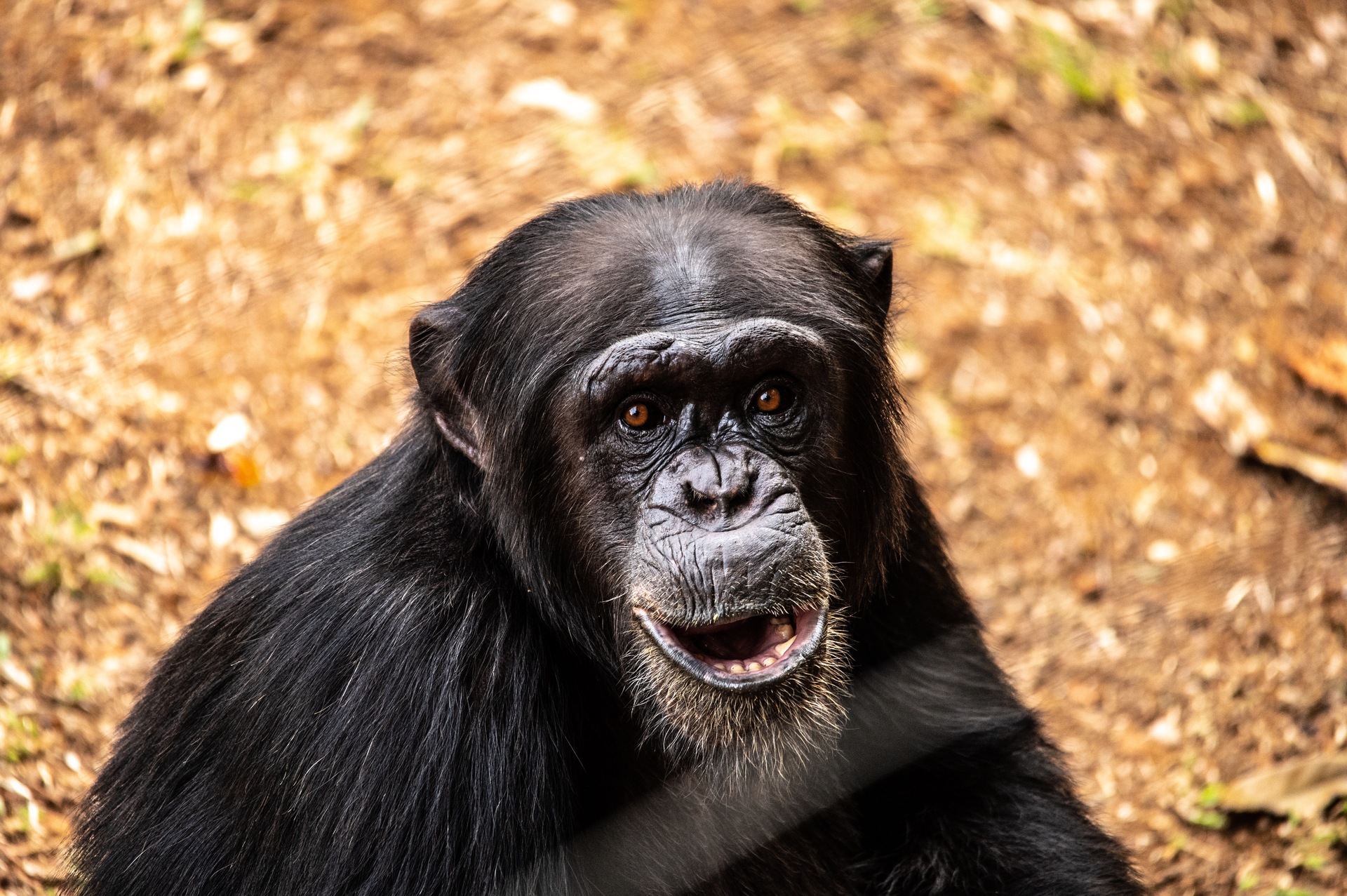West Africa Tacugama Chimpanzee Sanctuary 9 362