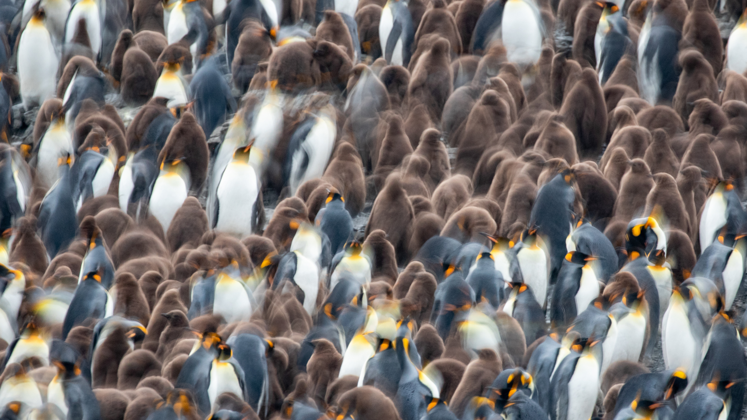 King Penguins and chicks