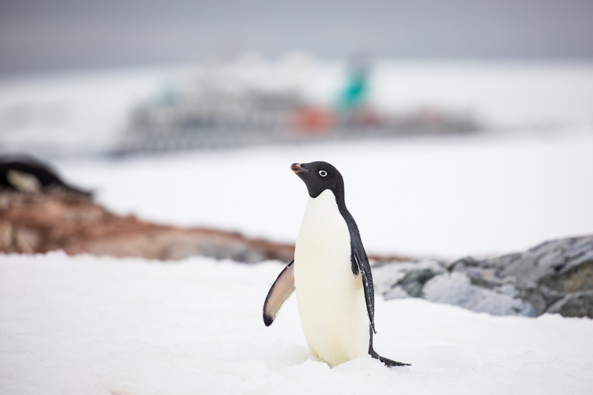 Adelie Penguins Yalour Islands Antarctica Pia Harboure