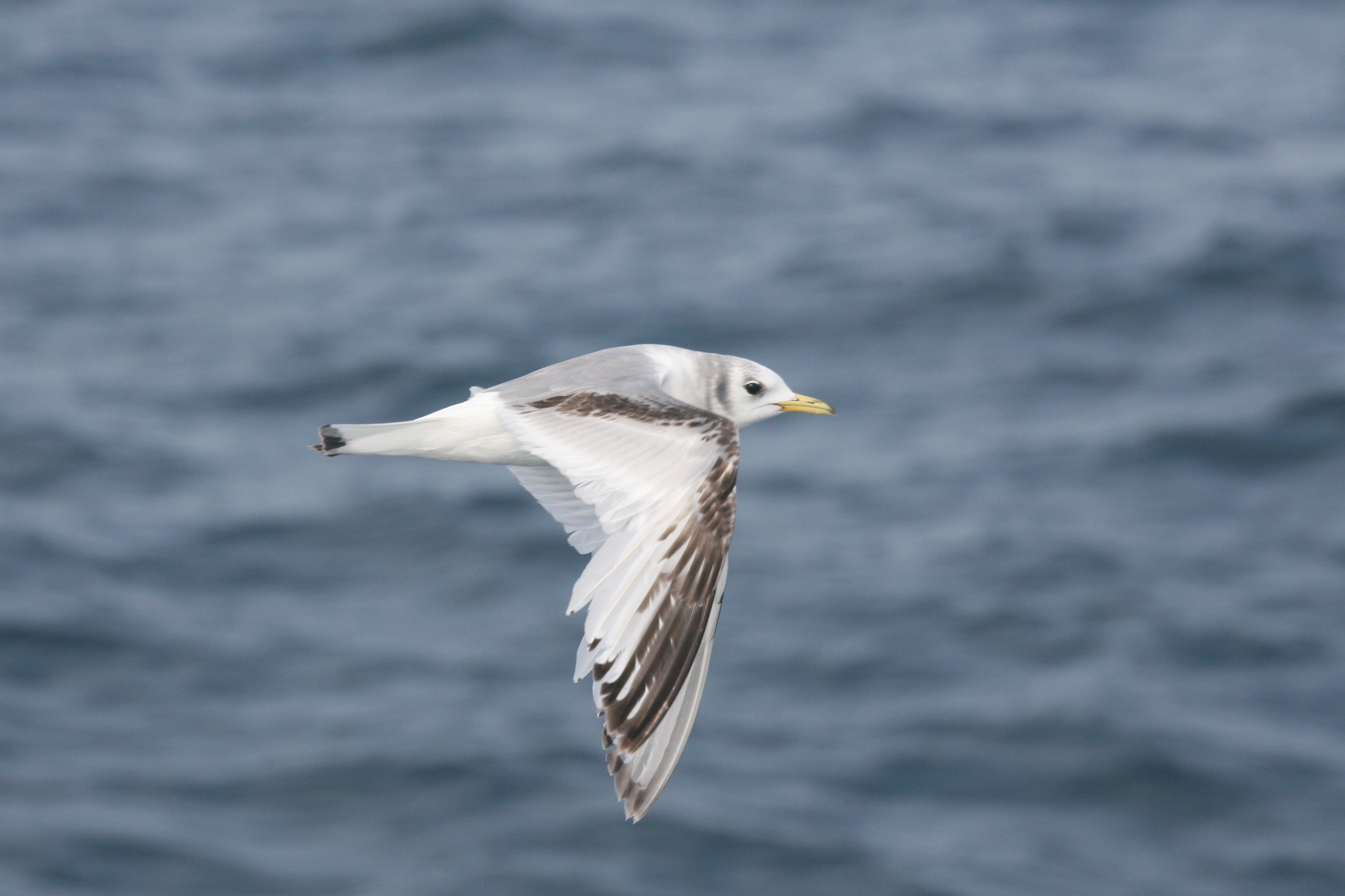 Kittiwake 4 black legged kittiwake