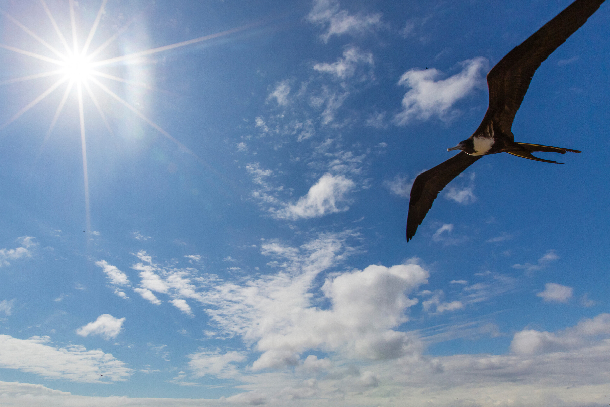 LEX Ecuador Galapagos Islands Great Frigate Bird