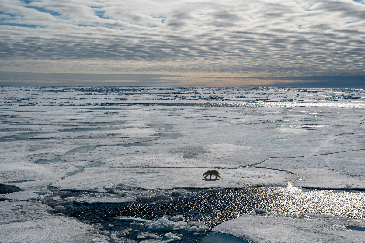 RG6 7846 Renato Granieri 771