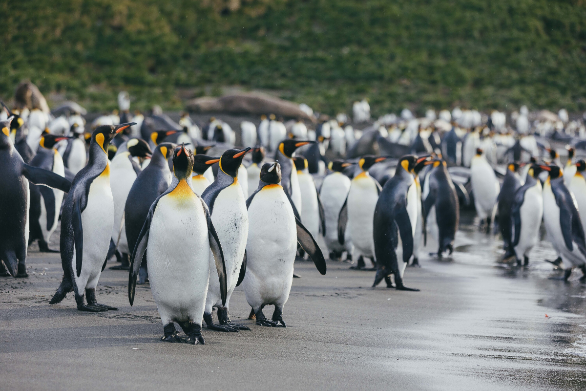 King Penguins Quark David Merron
