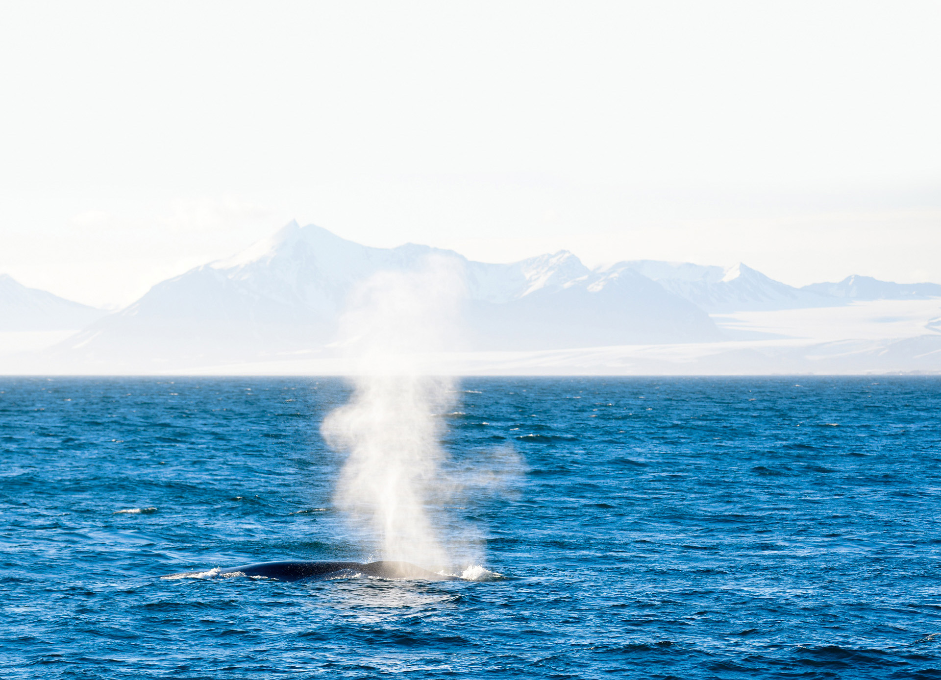 Polarquest, Arctic, Whale