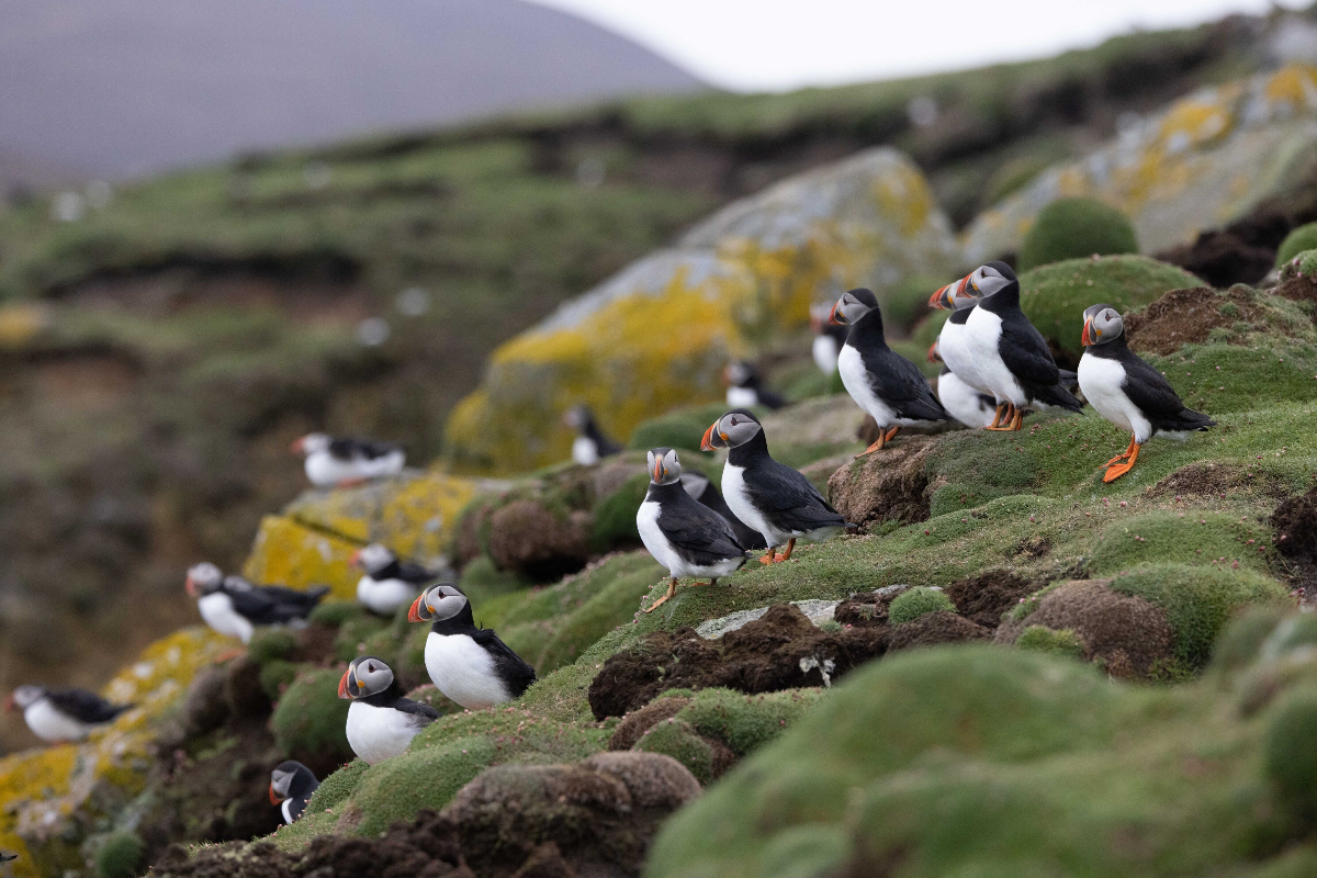 Puffin Fair Isle Scotland Michael Baynes