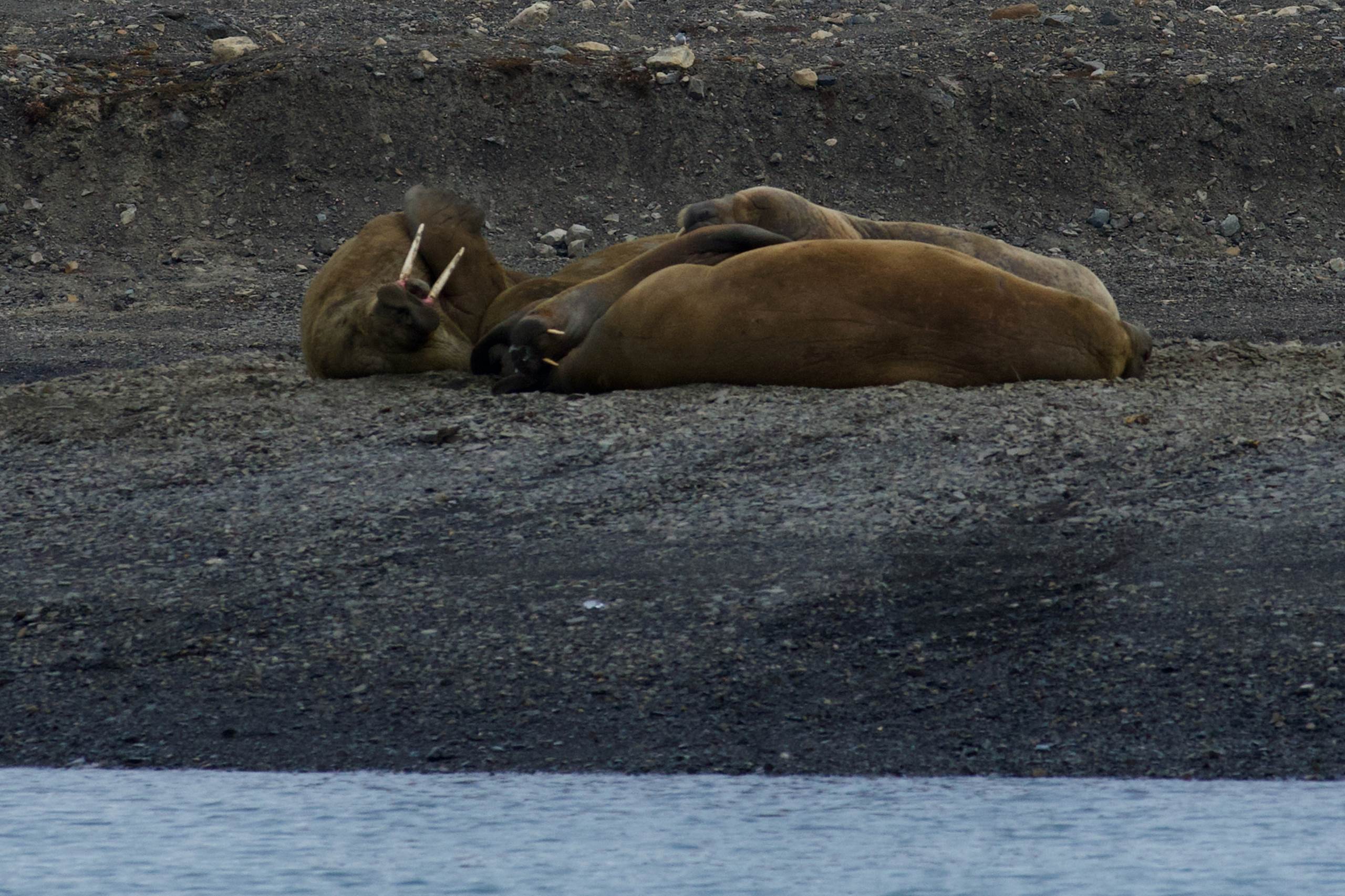 Walrus Insect Walruses